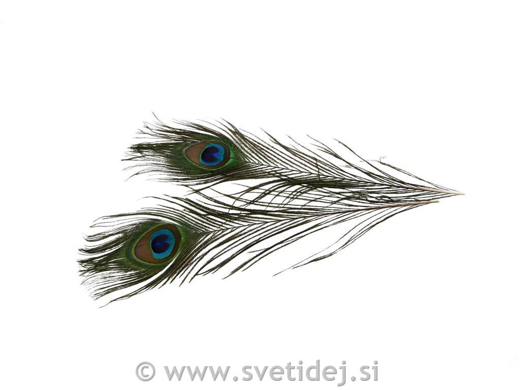 Pavja peresa, 25-30 cm, set 10
